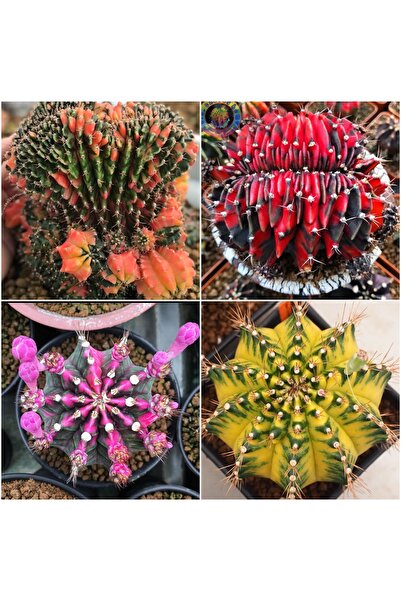 Gymnocalycium Variegata "GYMNO KRISTATA/BLACK PEARL KRISTATA/MOON CROWN/PDM"-Özel Tür Tohumlar 50 ad
