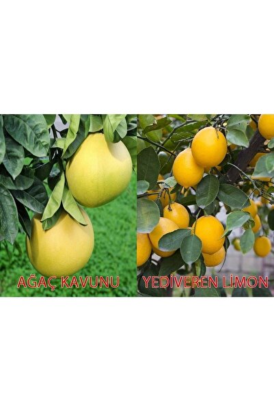 Fidan Sahası Tüplü Aşılı Bodur Yediveren Limon+şadok Ağaç Kavunu 2 Yaş 70-100cm