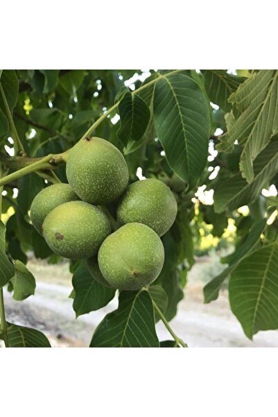 E-fidancim Tüplü Fernor Ceviz Fidanı Seneye Meyve Verir Durumda 120-180 cm)