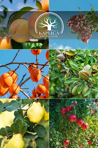 KAPLICA FİDANCILIK 6 Adet Meyve Fidanı Kayısı , Antep Fıstığı , Badem , Hurma , Ayva ve Nar 3 Yaş