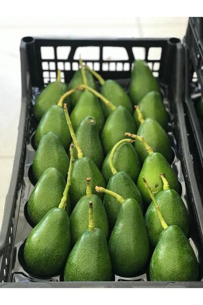 TROPİKAR Avokado 1 Kg Mini Boy