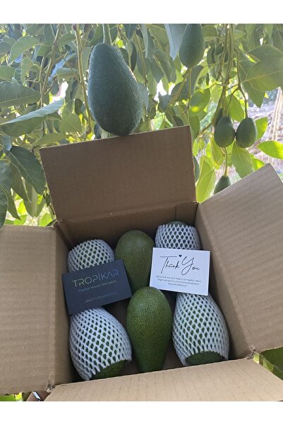 TROPİKAR Avokado 1 Kg Mini Boy