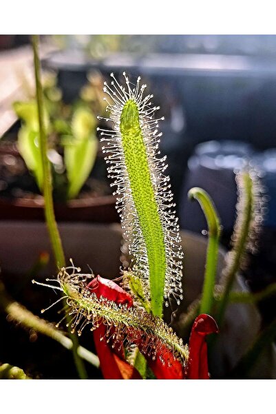 mobuflora Drosera capensis küçük boy 5,5 cm Saksıda Yarı Yetişkin Etobur Bitki Sinek Kapan