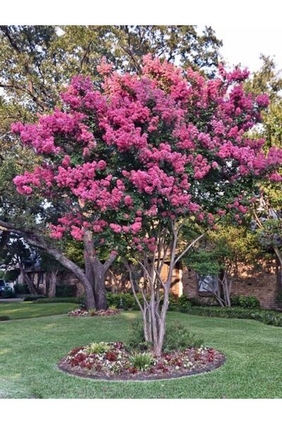 bahçevilya 2 Yaşında Pembe Oya Ağacı (Lagerstroemia indica) Fidanı - Bahçenize Renkli Çiçekler