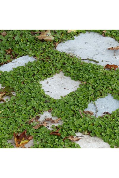 ZENGARDEN EV VE BAHÇE Dichondra Repens Fare Kulağı Tohumu Kundura Çimi 100gr