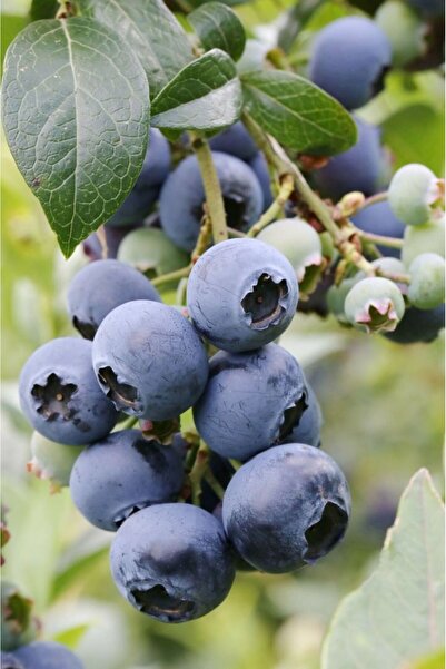 bahçevilya 2 Adet 2 Yaşında Yaban Mersini (Vaccinium corymbosum) Fidanı - Bahçenize Sağlık ve Lezzet Katın