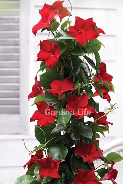 RED Mandevilla Flower Seedling Ivy 1 Pc
