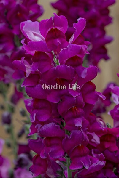 Gardina Aslanağzı Fidesi (Antirrhinum majus) Purple 10 Adet