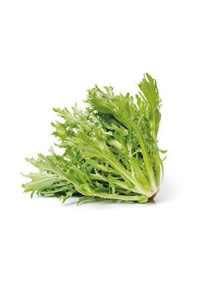 Gardina Endivyen Marul Fidesi 10 Adet