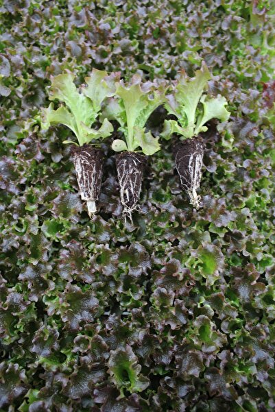 Gardina Akdeniz Kırmızı Kıvırcık Marul Fidesi 10 Adet