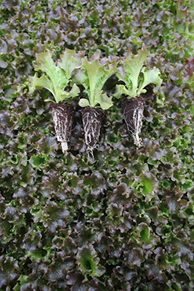 Gardina Akdeniz Kırmızı Kıvırcık Marul Fidesi 20 Adet