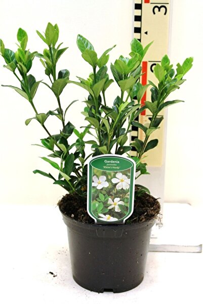Gardina Yoğun Kokulu Gardenia Fidanı ( Gardenia Jasminoides )