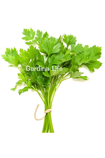 Gardina Limon Aromalı Kişniş Fidesi 10 Adet