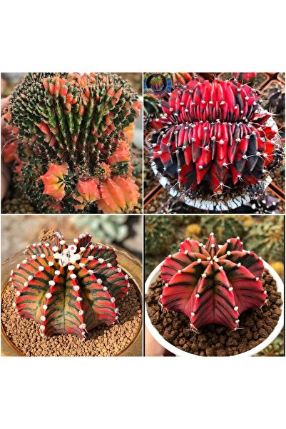 TULIN Gymnocalycium M. Variegata "B9 - GYMNO CRISTATA/BLACK PEAR CRISTATA/LB2...