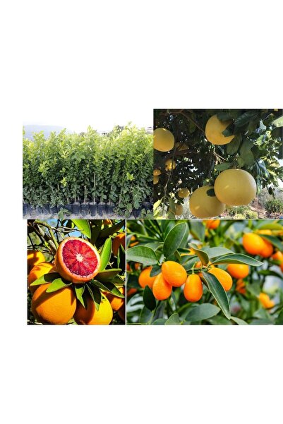 Gloria Tüplü Aşılı Yediveren-kamkat-portakal-şadok(ağaç Kavunu) Fidanı (4 Lü Paket)