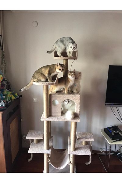 pethomealpi Luxury Cat Scratching and Play Platform - with Hammock and Nest