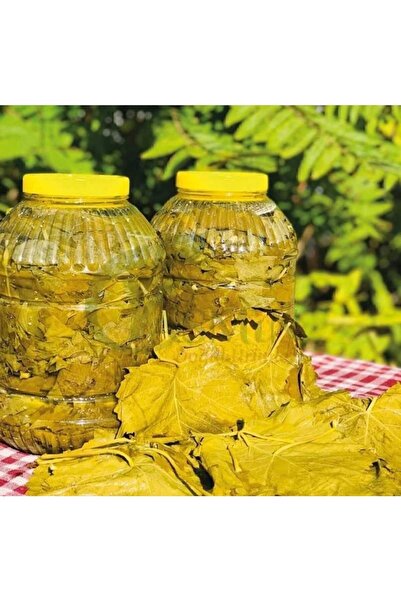 Genel Markalar Sarmalık Alaşehir Taze Yaprak Salamura 5 kg 1 tane