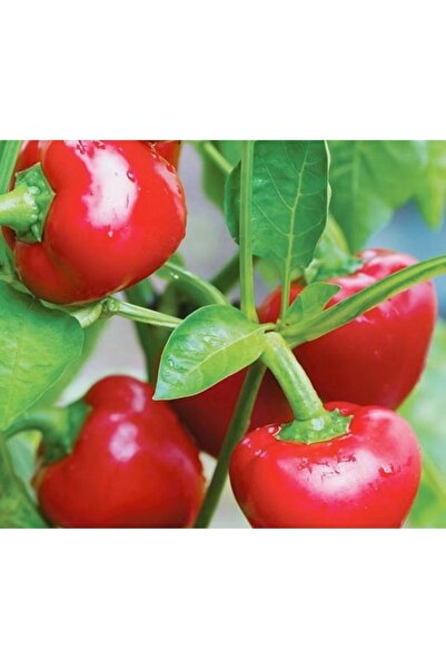 Ziraat Evim 100 Adet Yerli Kiraz Biber Tohumu (TATLI)
