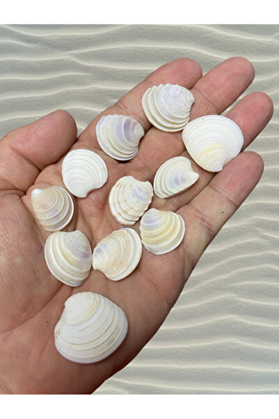 Flea Market صدف بحري حقيقي - صدفة بحرية حقيقية - بدون ثقب - (50 غرام، أو 40 ق...