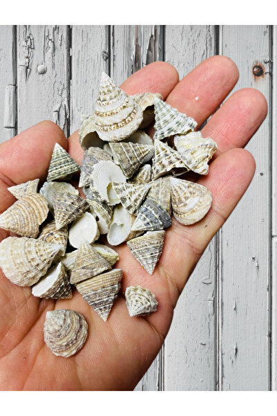 Flea Market صدف البحر الحقيقي - كونيكوم سومنيوم - بدون ثقب - (50 غرام، أو 40 ...