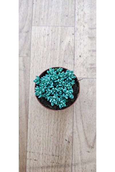 Ravza Çiçekçilik Sedum Dasyphyllum ( 5.5 Cm Saksıda Tüylü Damkoruğu ) ( Güneşte Pembeleşen Cins Sukulent )