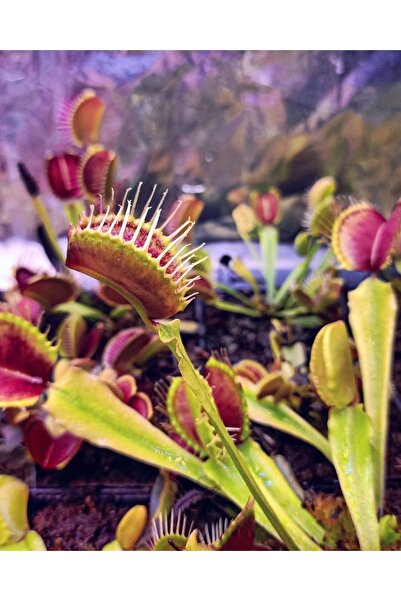 mobuflora Dionaea Muscipula Özel Tür Dik Büyüyen Sinek Kapan - Etobur Bitki