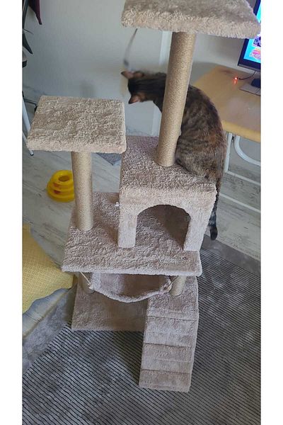 pethomealpi Luxury Cat Scratching and Play Platform - with Hammock and Nest