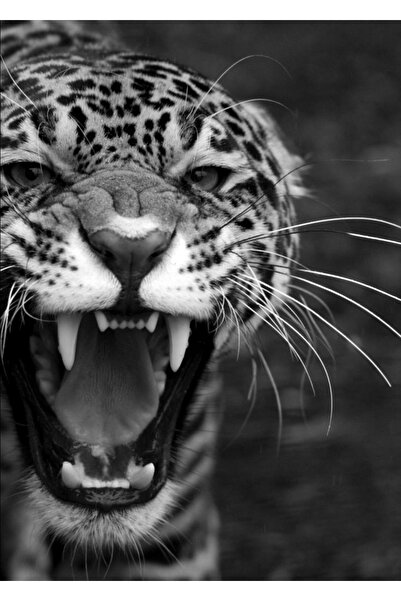 Harikabirev HARİKABİREV | TABLA LEU-TIGRU-LEOPARD 05 | TABLO DE STICLA TEMPLATA CU CADRU 3 PIESE VERTICALE