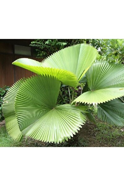 Murat Tohumculuk Licuala Peltata Palmiye Ağacı Tohumu 2 Adet Tohum Ekim Seti ...