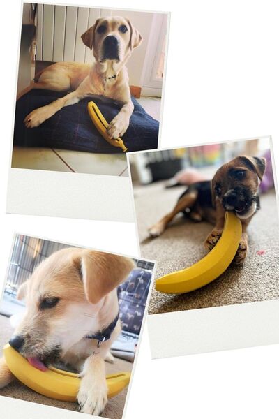 Havhav Kauçuk Muz Köpek Oyuncağı Içine Ödül Maması Koyulabilir Köpek Zeka Oyuncağı