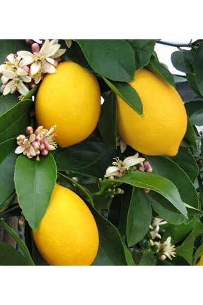 Store Yediveren limon ağacı tüplü aşılı fidan