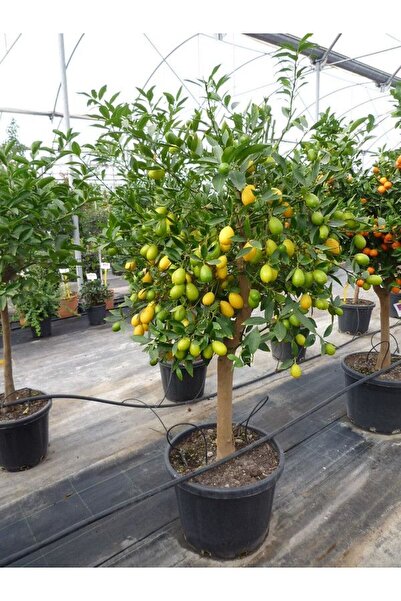 EVİM BAHÇEM Limequat Lime Limon Fidanı Kamkat Limon Fidanı 3 Yaş Nadir Çeşit ...