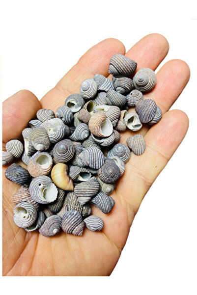 Flea Market Естествена морска черупка - Mysticum Tenebris - Безшевна - (30 г,...