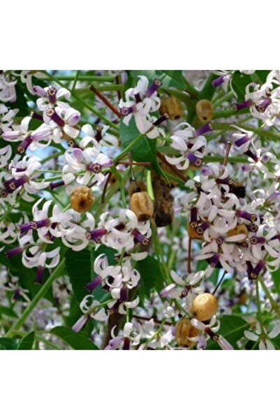 bahçevilya 2 Yaşında Tüplü Tesbih Ağacı (MELİA AZEDARACH) Fidanı2 Yaşında Tüplü