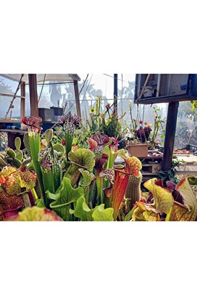 mobuflora Sarracenia Etobur Bitki Sinek Kapan Yetişkin Boy