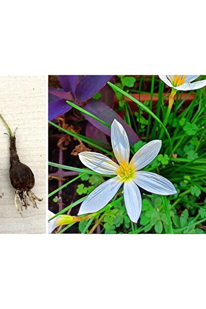 morlalem m 1 adet Çiçek Soğanı, Beyaz Zıpçıktı Çiçeği Zephyranthes, Beyaz çiç...