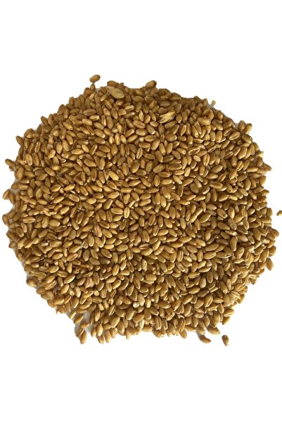 BİGA MURAT GIDA Yemlik Buğday 5 Kg (Kuş, Tavuk, Kaz, Ördek, Kanatlı ve Güverc...
