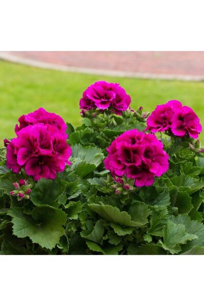 GARDENYA TOHUMCULUK Mor Sakız Sardunya Fidanı-saksılı