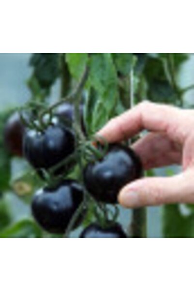 GARDENYA TOHUMCULUK 50 Adet Siyah Domates Tohumu