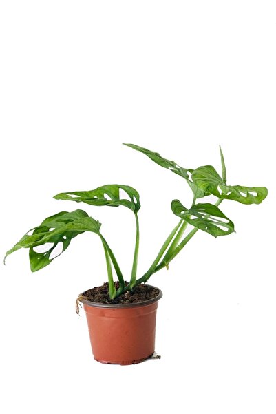 Nemesia çiçek evi Monstera Monkey, Adansonii Monstera, Delikli Monstera, Deve Tabanı