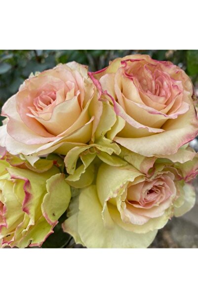 E-fidancim Koleksiyonluk Koleksiyonluk Eva Emma Gül Tohumu (5 Tohum)