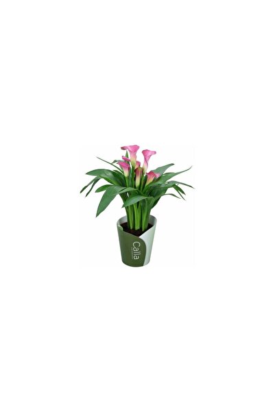 Mimoza Bitki Market Gala Gelin Çiçeği (Calla Lily) Pembe 10-20 cm