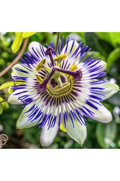 Store Pasiflora tropikal meyve ağacı çarkıfelek çiçeği