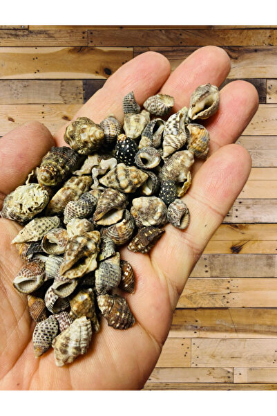 Flea Market Истинска мида - Голяма Наса - Цяла - (50 г, приблизително 65 броя)