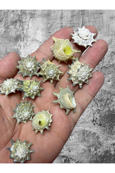 Flea Market صدفة البحر الحقيقية - سولوس إيتير - بدون ثقب - (50 جرام، متوسط). 25 قطعة)