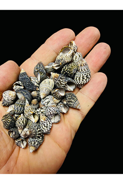 Flea Market Cochilie de mare autentică - Big Black Nassa - Fără găuri - (50gr...