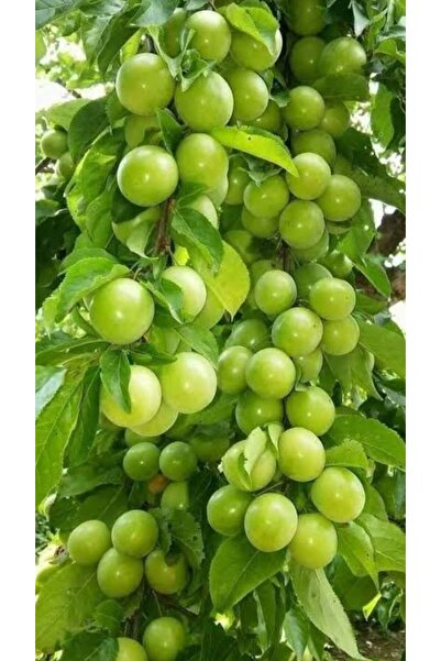 Store Can erik aşılı fidan