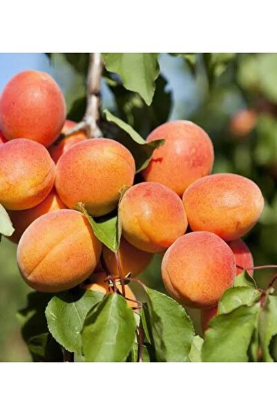 Store Kayısı şekerpare tüplü aşılı ağaç