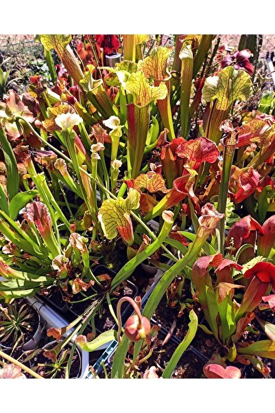 mobuflora Sarracenia Etobur Bitki Sinek Kapan Yetişkin Boy