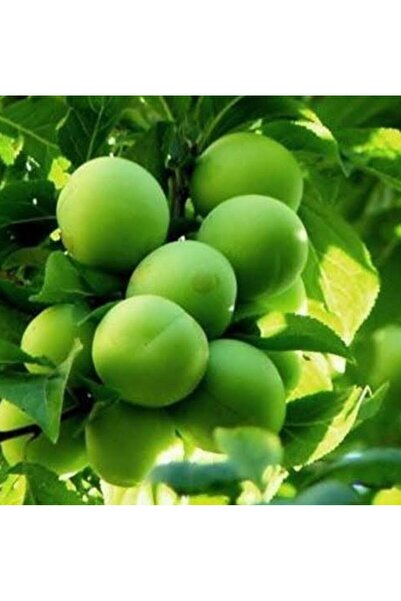 Store Papaz erik ağaç fidanı